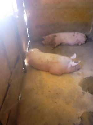 Porci sănătoși albi  - imagine 4