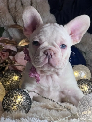 Bulldog Francez Royal Kennel  - imagine 4