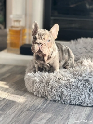 Bulldog Francez Royal Kennel  - imagine 2