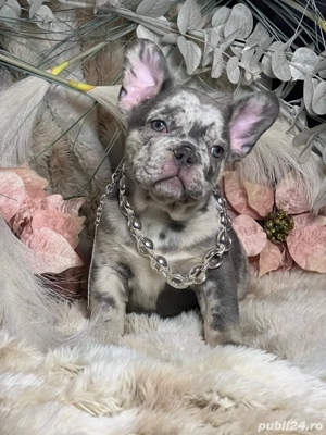 Bulldog Francez Royal Kennel  - imagine 5