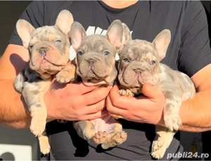 Bulldog Francez Royal Kennel 