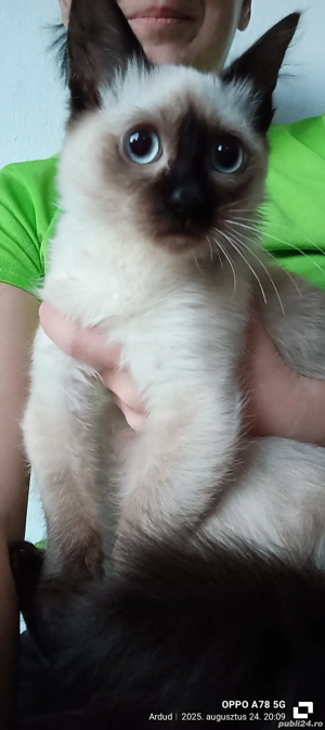 Pisică Ragdoll - imagine 2 Pisică Ragdoll - imagine 2