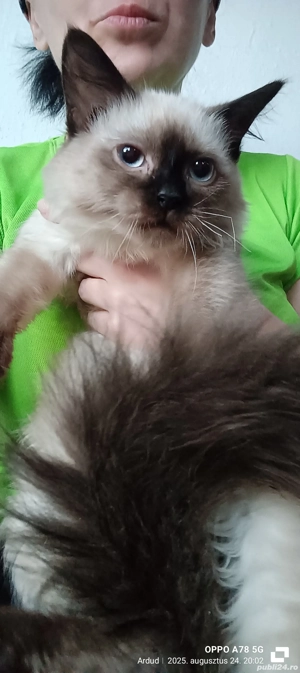 Pisică Ragdoll - imagine 3 Pisică Ragdoll - imagine 3