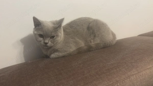 Motanel BritishShorthair