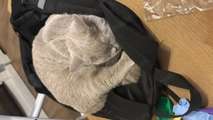 Motanel BritishShorthair - imagine 2 Motanel BritishShorthair - imagine 2