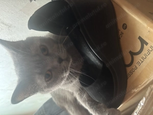 Motanel BritishShorthair - imagine 3 Motanel BritishShorthair - imagine 3