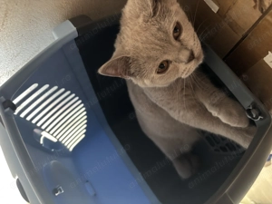 Motanel BritishShorthair - imagine 4 Motanel BritishShorthair - imagine 4