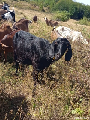 Vand 5 capre anglo-nubiene  - imagine 2