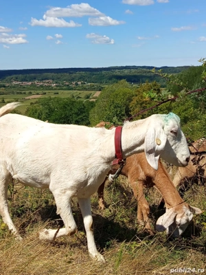 Vand 5 capre anglo-nubiene 