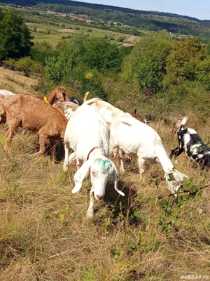 Vand 5 capre anglo-nubiene  - imagine 4