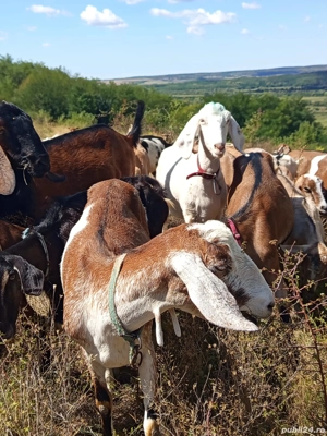 Vand 5 capre anglo-nubiene  - imagine 3