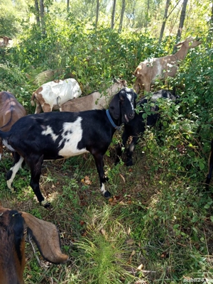 Vand 5 capre anglo-nubiene  - imagine 5