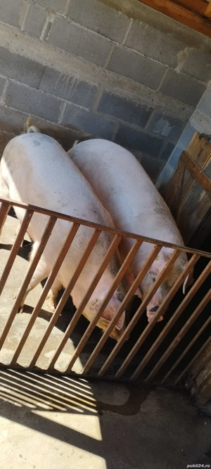 Porc de vânzare aproximativ 280 kg 300