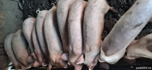 vind porci 30.  40kg