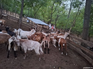 vand urgent capre de rasa  - imagine 2