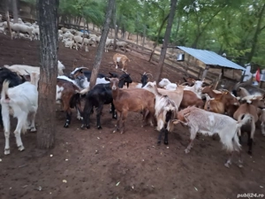 vand urgent capre de rasa 