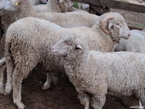 berb3ci de rasa - imagine 2 berb3ci de rasa - imagine 2