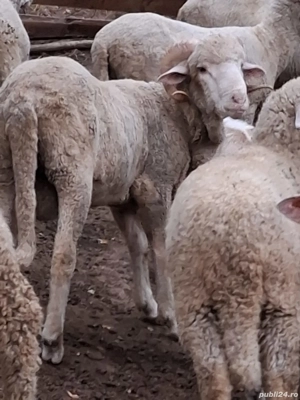 berb3ci de rasa - imagine 3 berb3ci de rasa - imagine 3