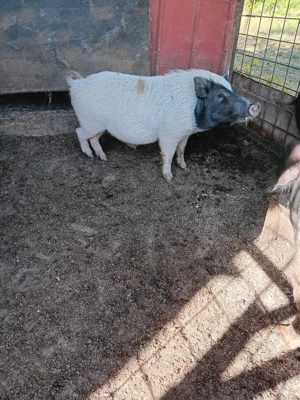 Vând vier vietnamez de monta