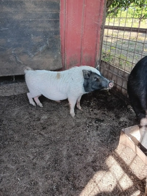 Vând vier vietnamez de monta - imagine 2