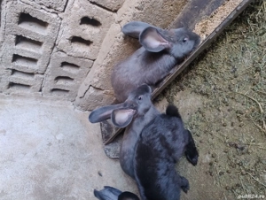 Vand iepuri - imagine 2