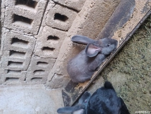 Vand iepuri - imagine 3