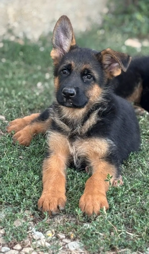 Pui Ciobanesc German shou