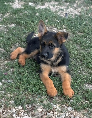 Pui Ciobanesc German shou - imagine 4