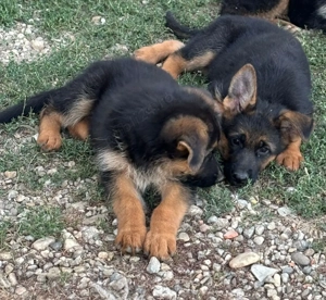 Pui Ciobanesc German shou - imagine 3