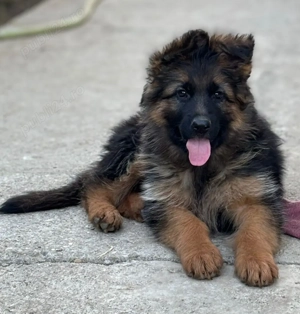 Pui Ciobanesc German shou - imagine 2