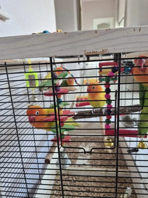 Colorează ți viața cu cei mai frumoși pui de papagal  - imagine 5