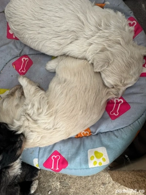 de vanzare pui bichon - imagine 2