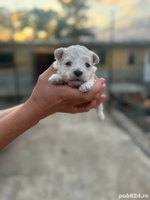 de vanzare pui bichon