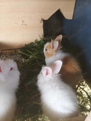 Vând iepuri cap de leu pui