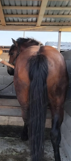 Vând cârlan de 1 an și 9 luni  - imagine 3