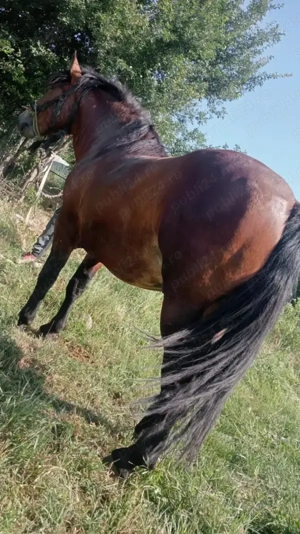 Vând cârlan de 1 an și 9 luni  - imagine 2