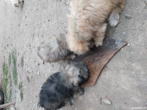  Vand bichon havanez  - imagine 2