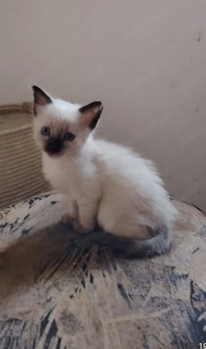 Fetita siamezi patru uni - imagine 4 Fetita siamezi patru uni - imagine 4