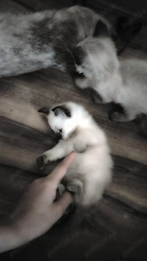 Fetita siamezi patru uni