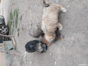  Vand bichon havanez  - imagine 3