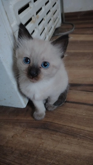 Fetita siamezi patru uni - imagine 3 Fetita siamezi patru uni - imagine 3