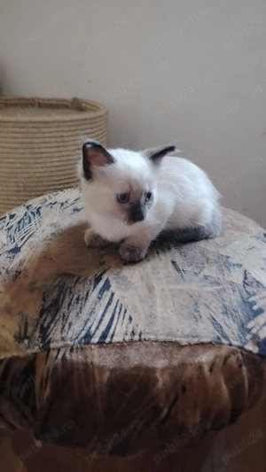 Fetita siamezi patru uni - imagine 2 Fetita siamezi patru uni - imagine 2