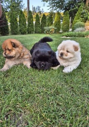  Catei Chow chow disponibili  - imagine 3