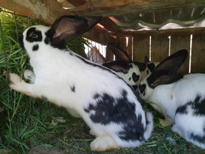 Vand Iepuri din Aprilie