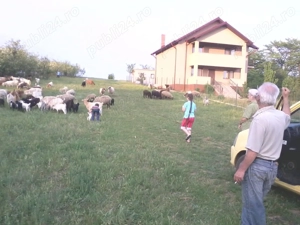 VÂND sau SCHIMB teren intravilan, lângă București  - imagine 2