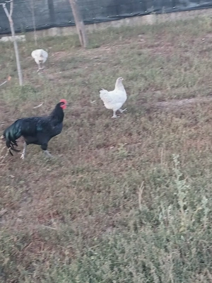 Vând cocoșii rasă Australorp Negru și splash.  - imagine 3