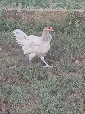 Vând cocoșii rasă Australorp Negru și splash.  - imagine 2