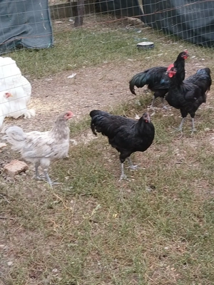Vând cocoșii rasă Australorp Negru și splash.  - imagine 5