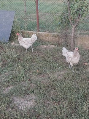 Vând cocoșii rasă Australorp Negru și splash.  - imagine 4