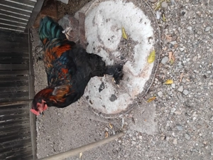 Cocoși brahman.  - imagine 2